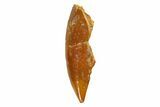 Bargain, Raptor Tooth - Real Dinosaur Tooth #196367-1